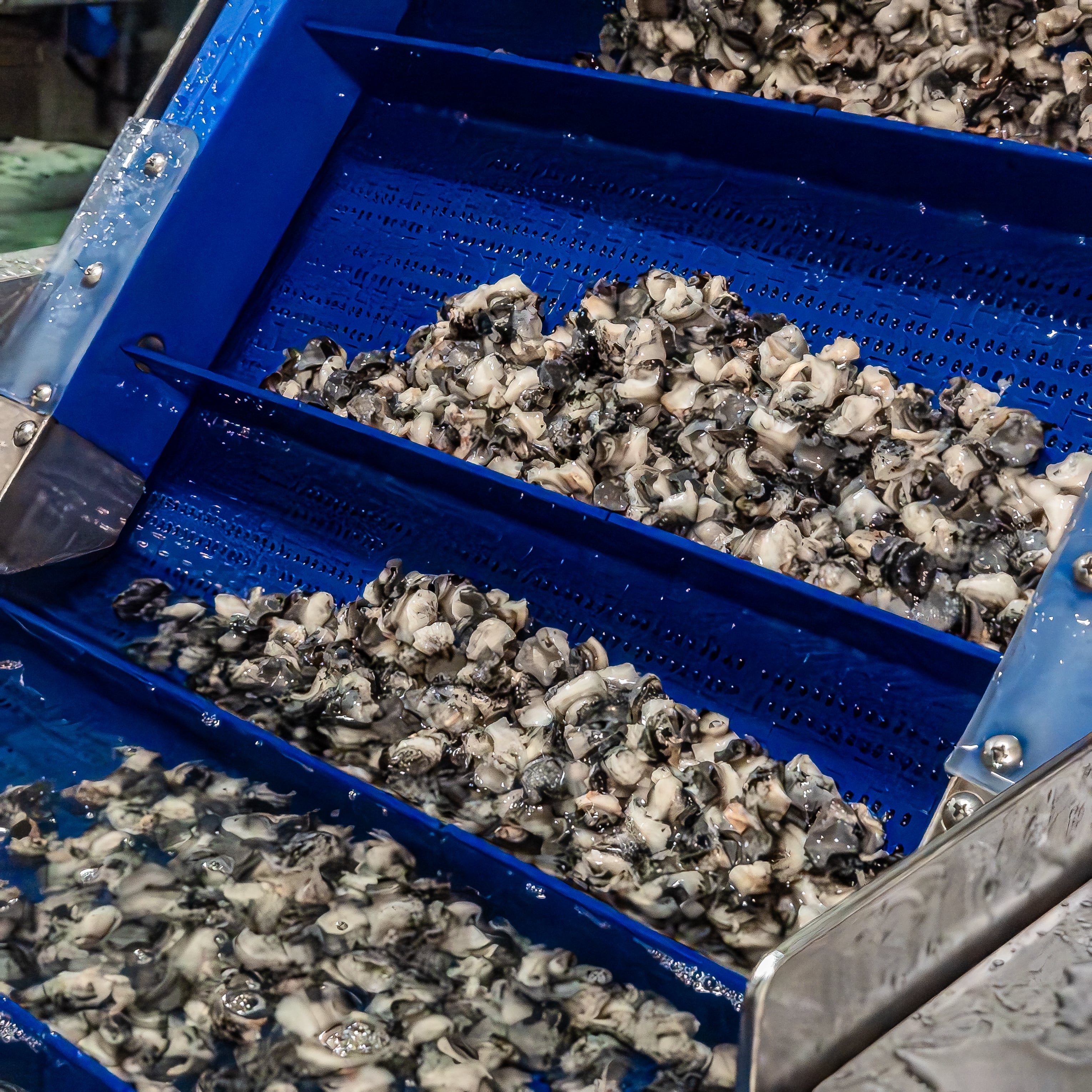 위생적인 멸균 공정