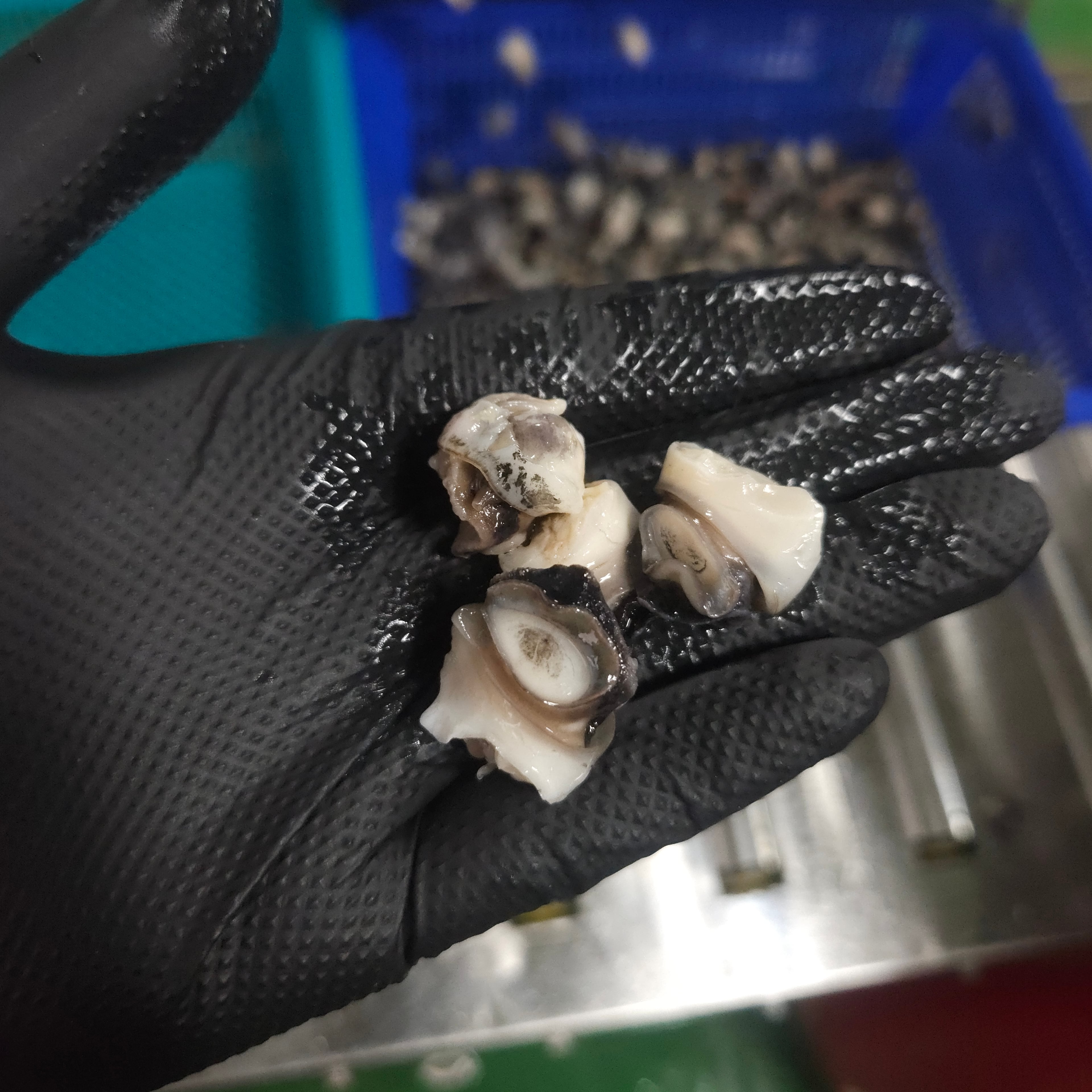 최종 손질 완료