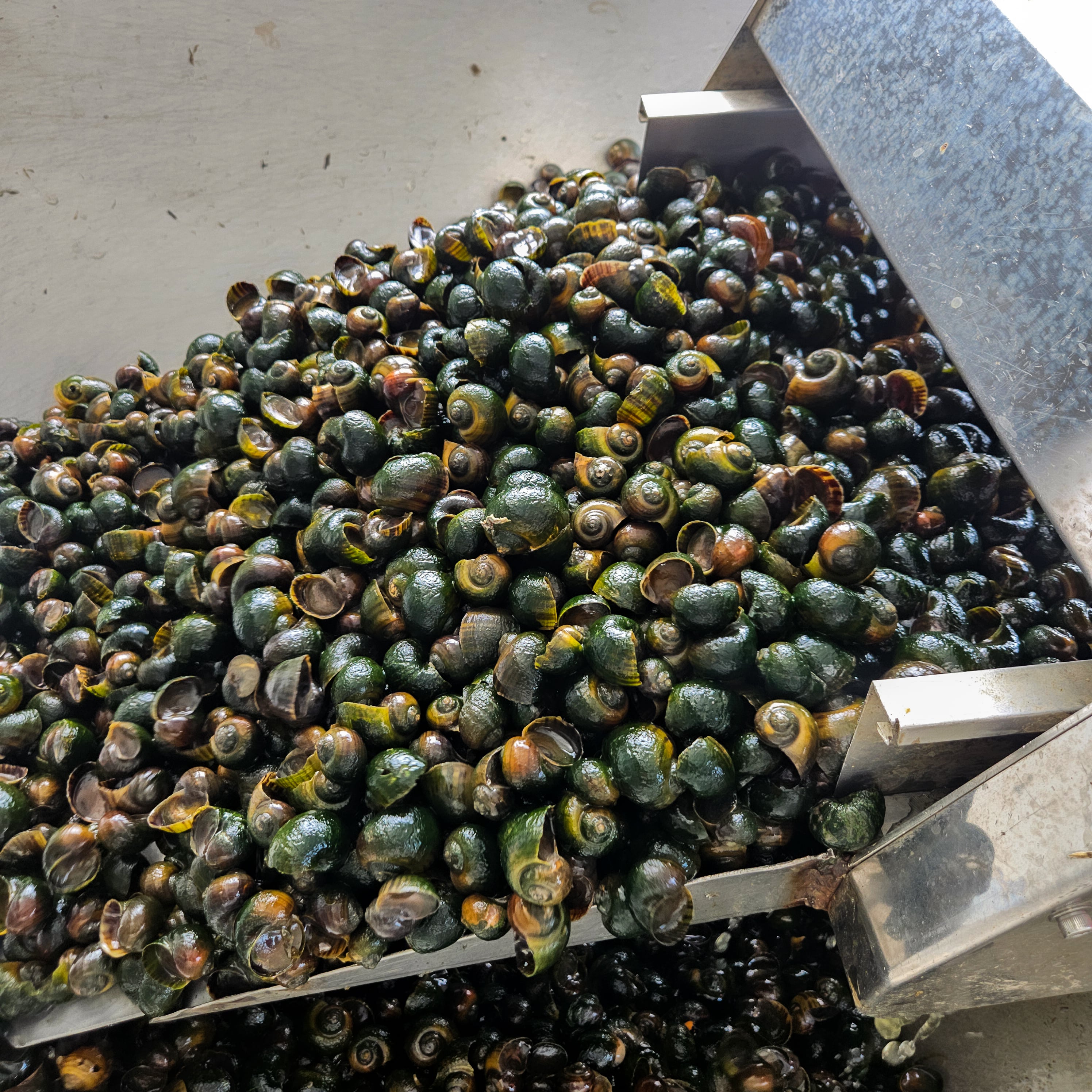 탈각 전 꼼꼼한 세척