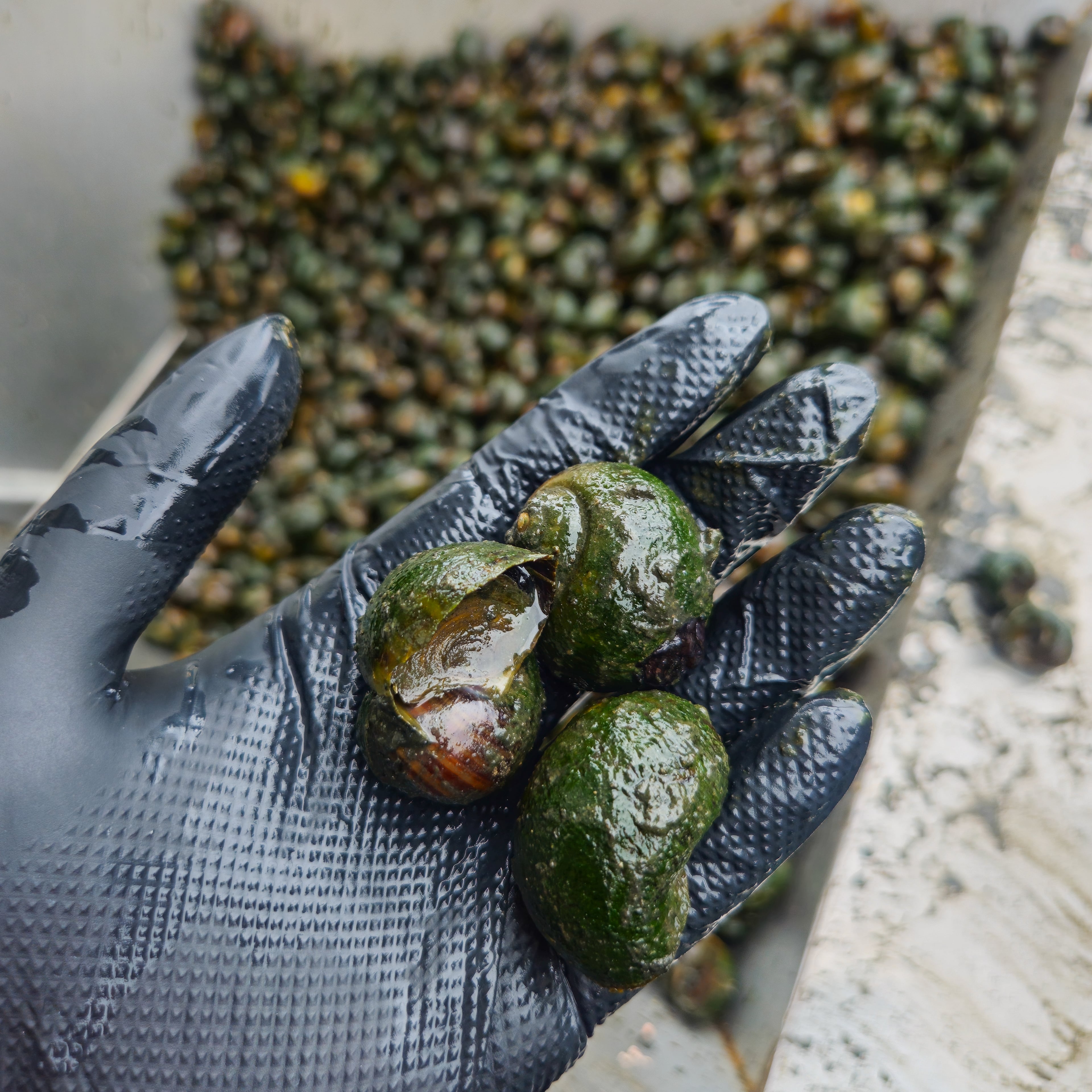 신선함을 그대로 담아